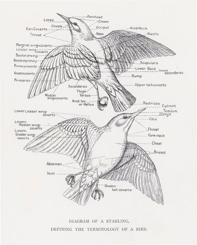 Diagram of a starling, defining the terminology of a bird by Alexander Francis Lydon