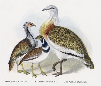 Macqueens Bustard, The Little Bustard, The Great Bustard by Alexander Francis Lydon