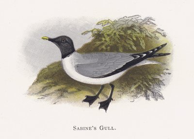 Sabines Gull by Alexander Francis Lydon