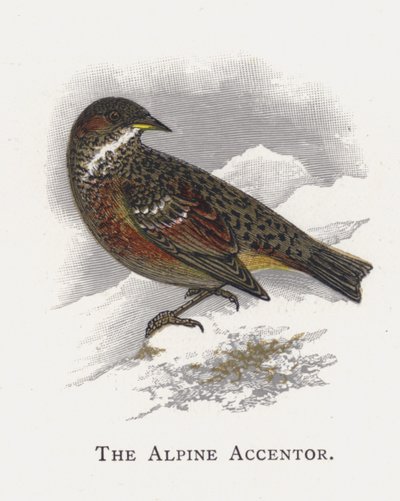 The Alpine Accentor by Alexander Francis Lydon