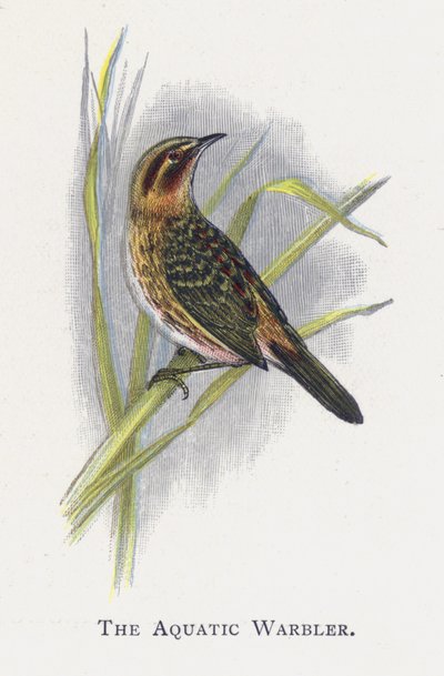 The Aquatic Warbler by Alexander Francis Lydon