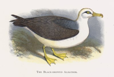 The Black-browed Albatross by Alexander Francis Lydon