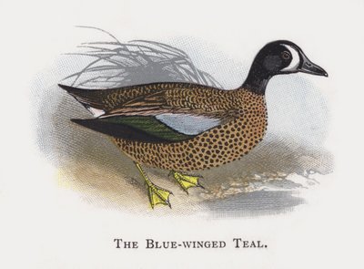 The Blue-winged Teal by Alexander Francis Lydon