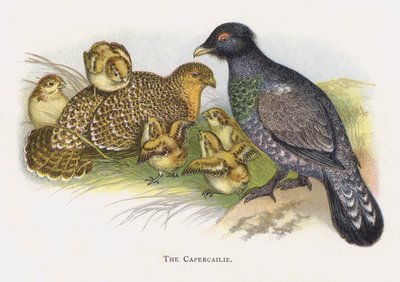 The Capercailie by Alexander Francis Lydon