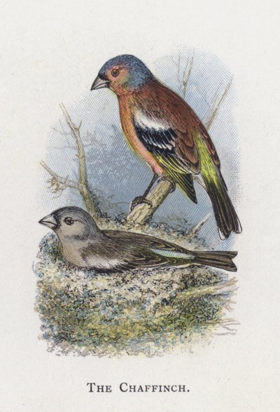 The Chaffinch by Alexander Francis Lydon