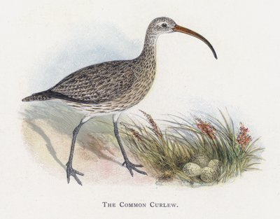 The Common Curlew by Alexander Francis Lydon