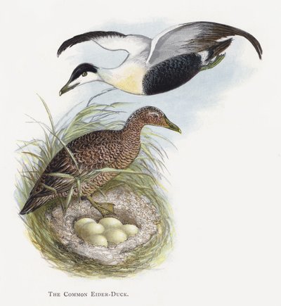 The Common Eider-Duck by Alexander Francis Lydon