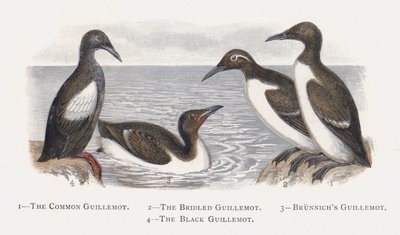 The Common Guillemot, The Bridled Guillemot, Brunnichs Guillemot, The Black Guillemot by Alexander Francis Lydon