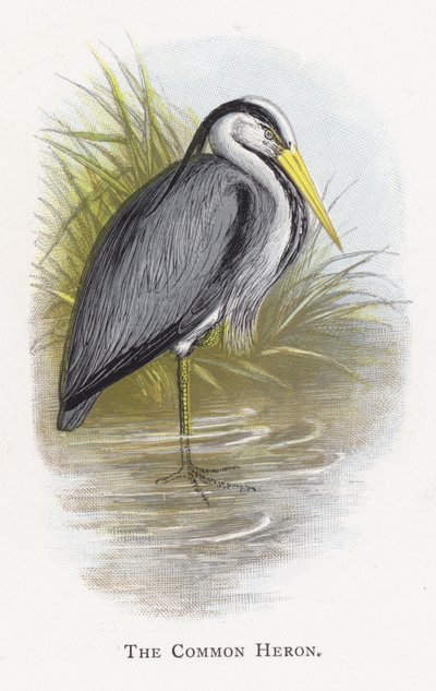 The Common Heron by Alexander Francis Lydon