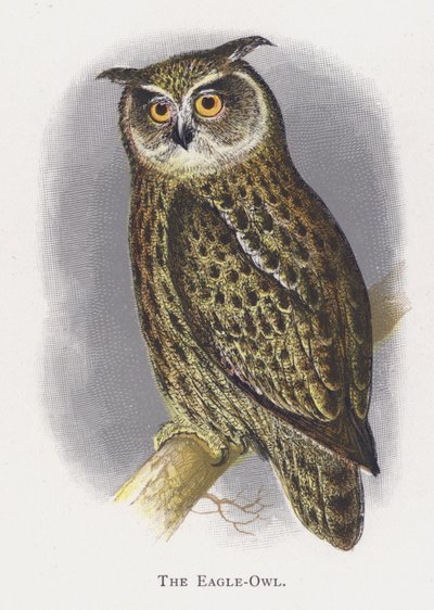 The Eagle-Owl by Alexander Francis Lydon