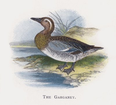 The Garganey by Alexander Francis Lydon