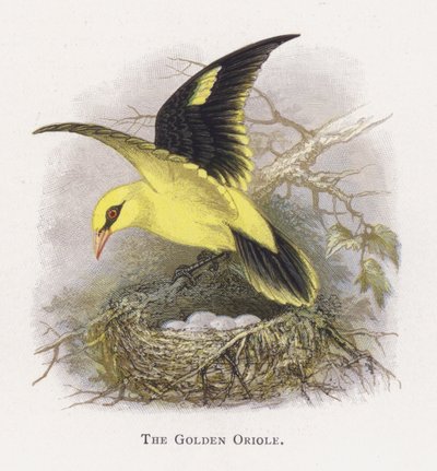 The Golden Oriole by Alexander Francis Lydon