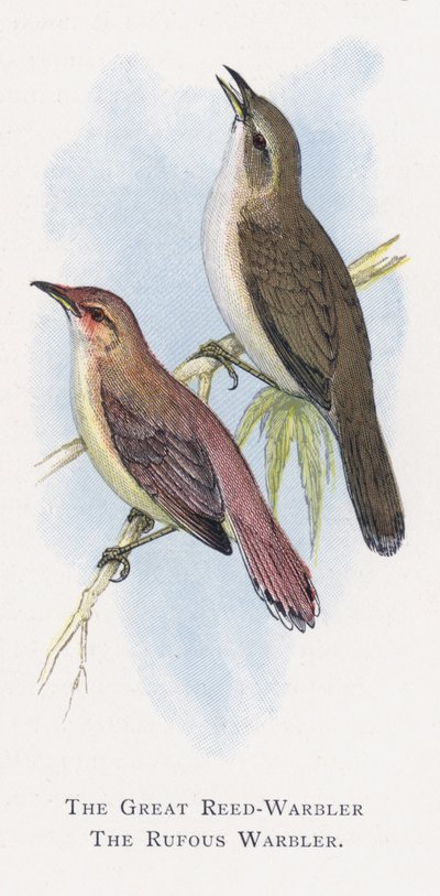 The Great Reed-Warbler, The Rufous Warbler by Alexander Francis Lydon
