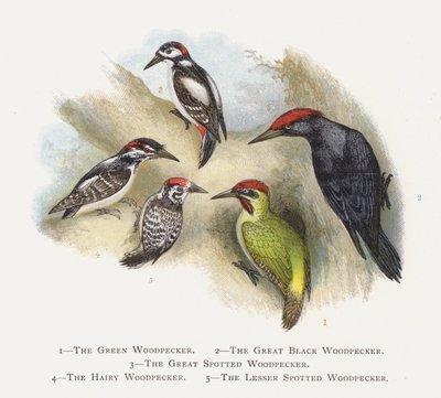 The Green Woodpecker, The Great Black Woodpecker, The Great Spotted Woodpecker, The Hairy Woodpecker, The Lesser Spotted Woodpecker by Alexander Francis Lydon