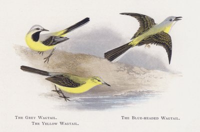 The Grey Wagtail, The Blue-headed Wagtail, The Yellow Wagtail by Alexander Francis Lydon