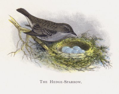 The Hedge-Sparrow by Alexander Francis Lydon
