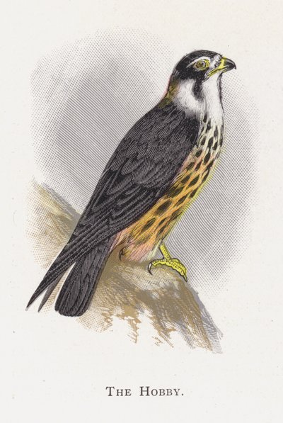 The Hobby by Alexander Francis Lydon