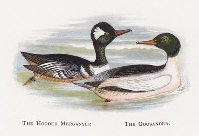 The Hooded Merganser, The Goosander by Alexander Francis Lydon