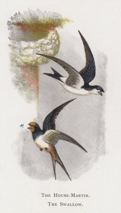 The House-Martin, The Swallow by Alexander Francis Lydon