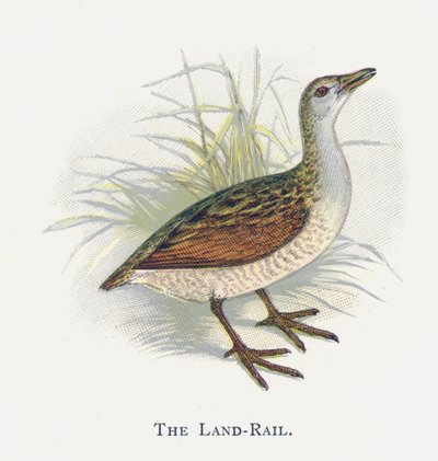 The Land-Rail by Alexander Francis Lydon