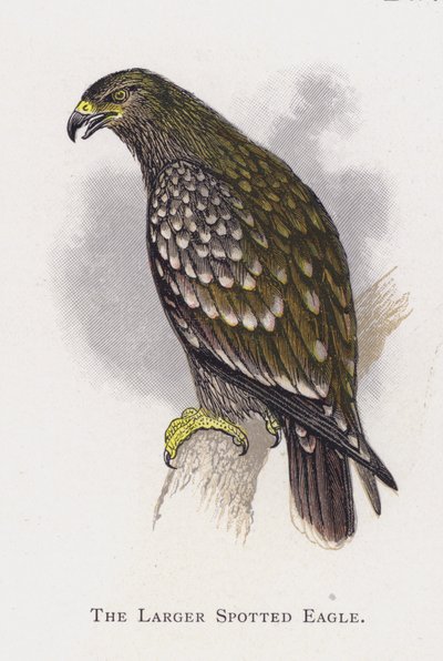 The Larger Spotted Eagle by Alexander Francis Lydon