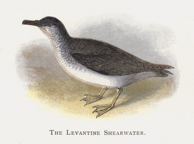 The Levantine Shearwater by Alexander Francis Lydon