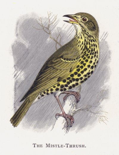 The Mistle-Thrush by Alexander Francis Lydon