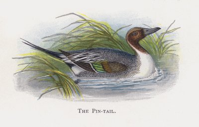 The Pin-tail by Alexander Francis Lydon