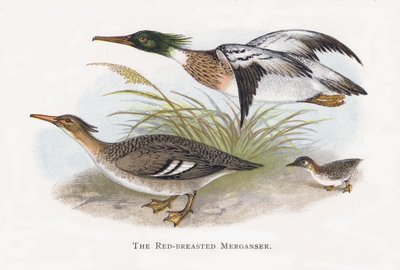 The Red-breasted Merganser by Alexander Francis Lydon