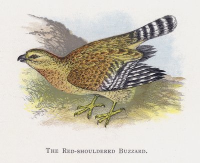 The Red-Shouldered Buzzard by Alexander Francis Lydon