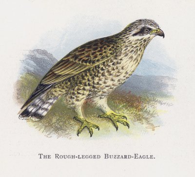 The Rough-Legged Buzzard-Eagle by Alexander Francis Lydon