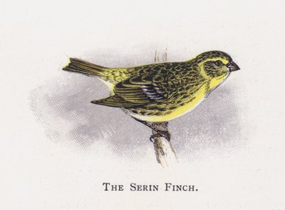 The Serin Finch by Alexander Francis Lydon