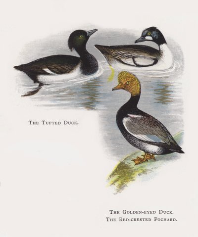 The Tufted Duck, The Golden-eyed Duck, The Red-crested Pochard by Alexander Francis Lydon