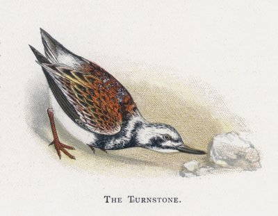 The Turnstone by Alexander Francis Lydon