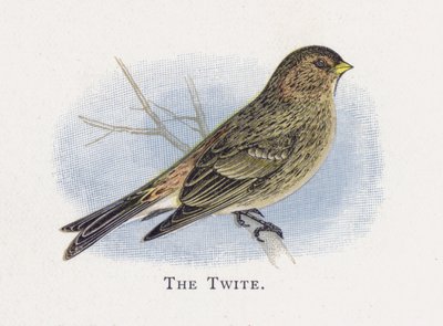 The Twite by Alexander Francis Lydon