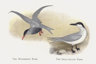 The Whiskered Tern, The Gull-billed Tern by Alexander Francis Lydon