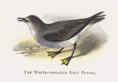 The White-throated Grey Petrel by Alexander Francis Lydon