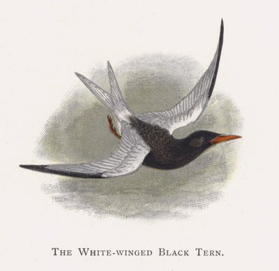 The White-winged Black Tern by Alexander Francis Lydon