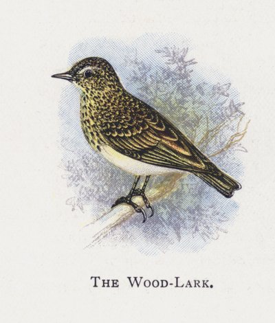 The Wood-Lark by Alexander Francis Lydon