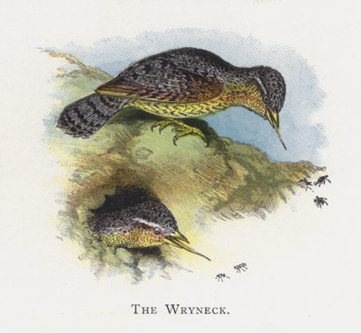 The Wryneck by Alexander Francis Lydon