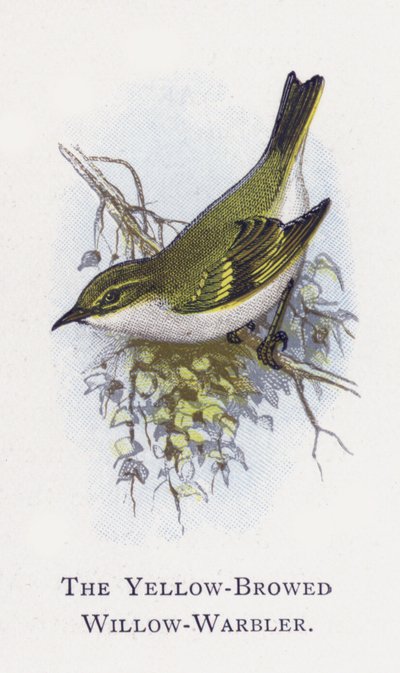 The Yellow-Browed Willow-Warbler by Alexander Francis Lydon
