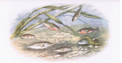 Sticklebacks, Nature in Britain published by Collins by Alexander Francis after Lydon