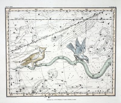 The Constellations (Plate XXVII) Hydra Continua, Crater, Covus, Centaurus et Lupus from 