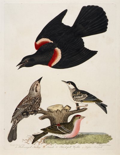 1. Red-winged Starling. 2. Female. 3. Black-poll Warbler. 4. Lesser Red-poll by Alexander Lawson