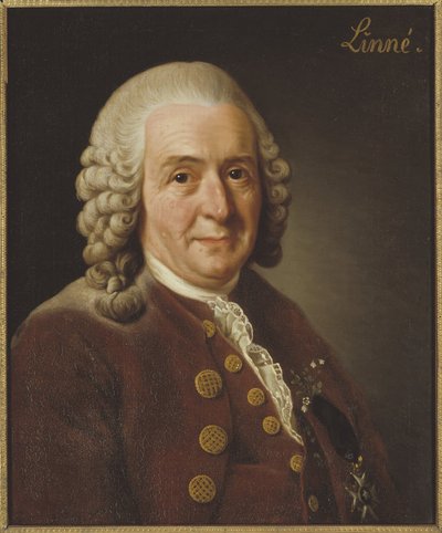 Carl Linnaeus, Professor and Botanist, 1775 by Alexander Roslin