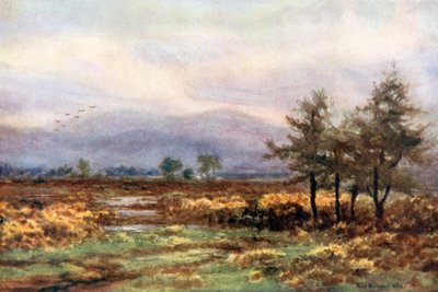 Near Abbeyleix, Queen