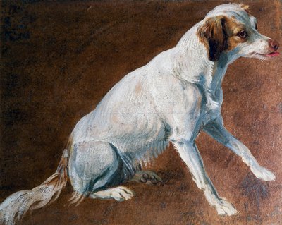 French Spaniel ancestor, by Alexandre-Francois Desportes by Alexandre Francois Desportes