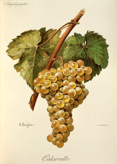 Fiano Grape by Alexis Kreyder