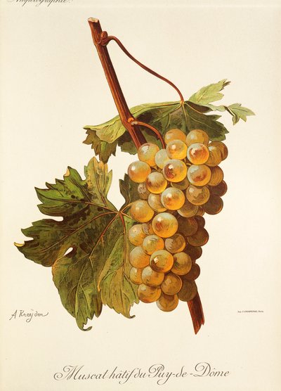 Muscat Hatif du Puy-de-Dome grape by Alexis Kreyder
