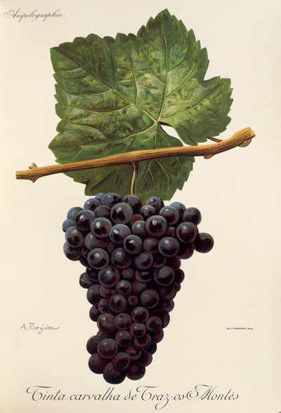 Tinta Carvalha de Traz-os-Montes grape by Alexis Kreyder